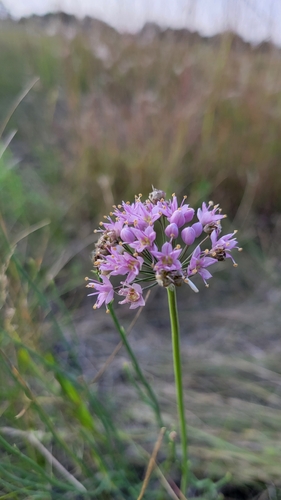 Prairie Onion