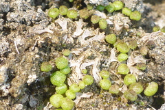 Mannia triandra