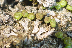 Mannia triandra