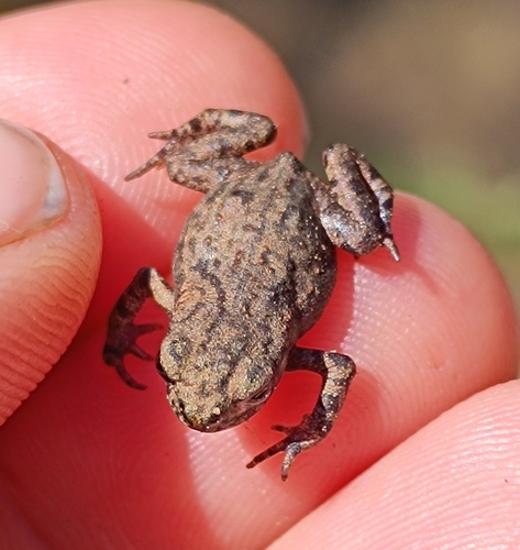 European Toad
