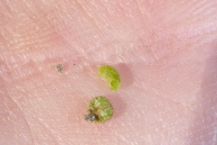 Mannia triandra