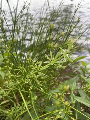 Juncus effusus pylaei