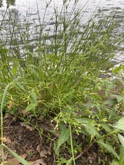 Juncus effusus pylaei