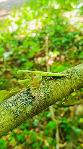 European Mantis