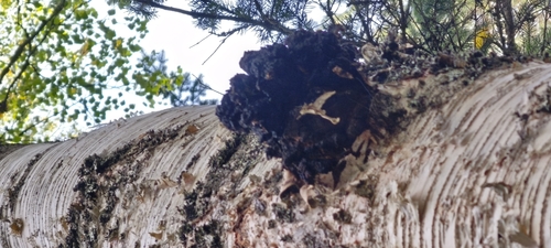 chaga