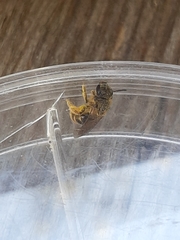 Halictus rubicundus