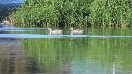 iNaturalist image