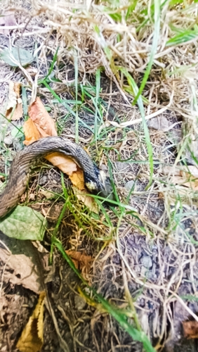grass snake