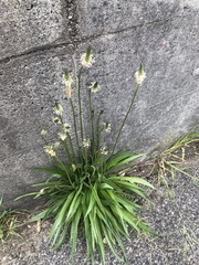 Plantago lanceolata