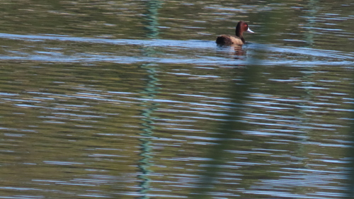 iNaturalist image