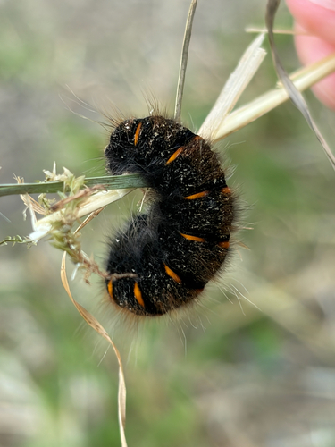 Fox Moth