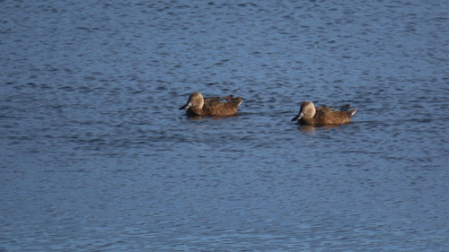 iNaturalist image