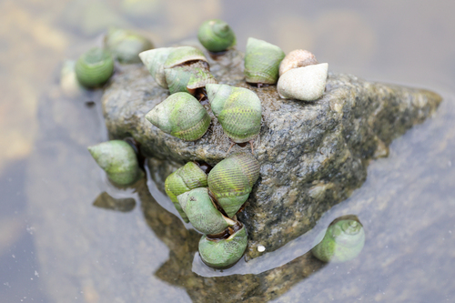 Marsh periwinkle