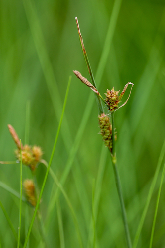 Carex extensa, photograph 5