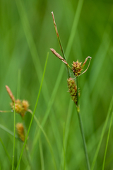 Carex extensa, photograph (c) Tom Field, some rights reserved (CC BY)
