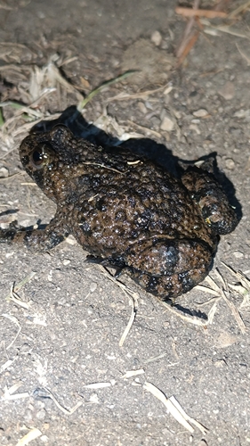 Yellow-bellied Toad