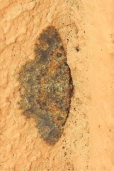 Gnophini