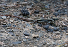 Sphenomorphus incognitus