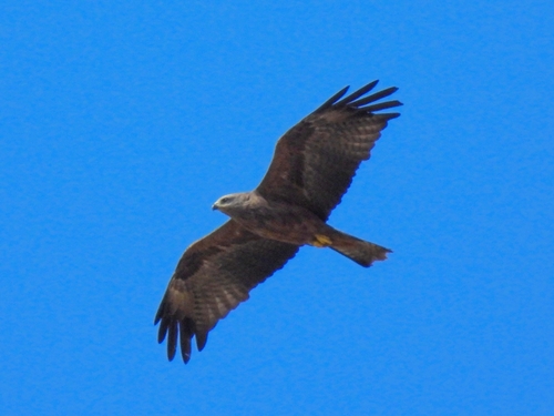Black Kite