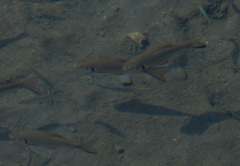 Systomus orphoides