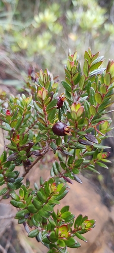 Myrtastrum rufopunctatum observed 2026-08-14