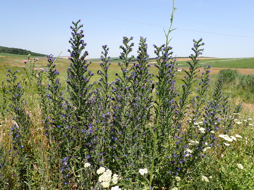 viper's-bugloss