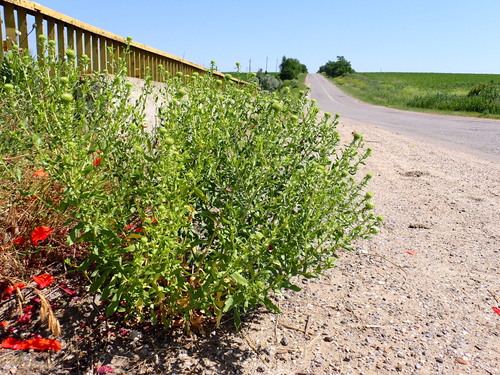 Curlycup Gumweed
