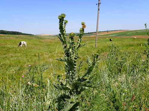 cotton thistle