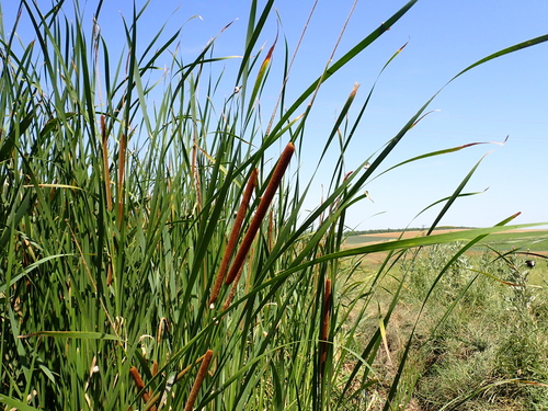 narrow-leaved cattail