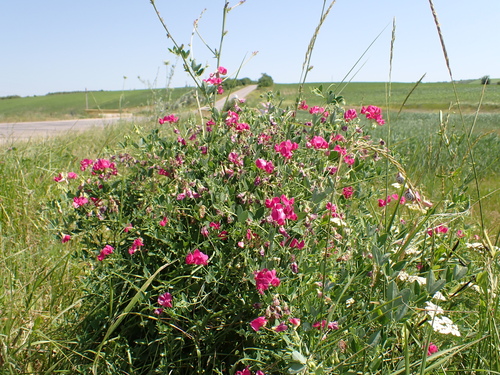 tuberous pea