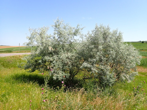 Russian olive