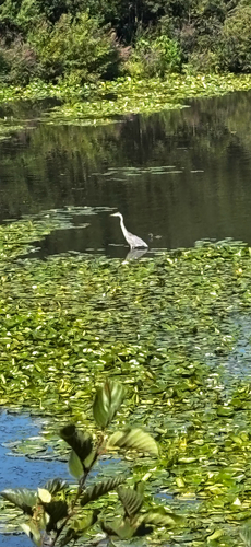Great Blue Heron