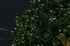 Gymnocoronis spilanthoides