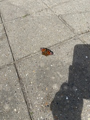 Aglais io