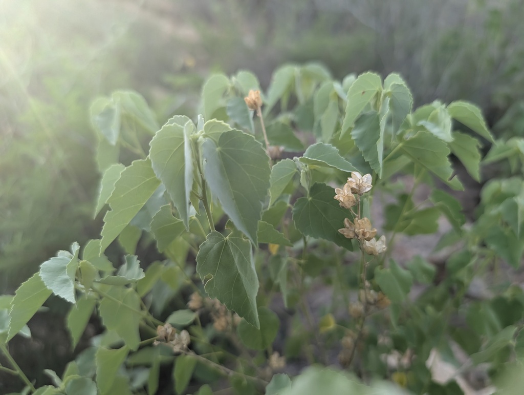 Abutilon incanum; photograph (c) Cheng-Te Hsu, some rights reserved (CC BY)