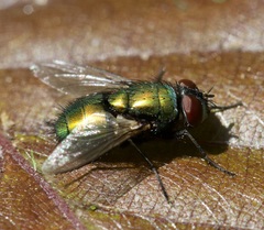 Lucilia sericata