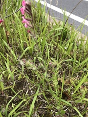 Silene gallica