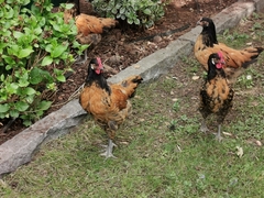 Gallus gallus domesticus