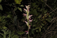 Anacamptis sancta