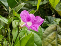 Bignonia corymbosa