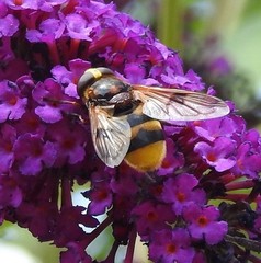 Volucella elegans