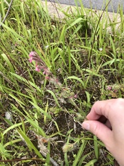 Silene gallica