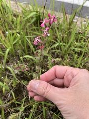 Silene gallica