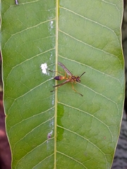 Mischocyttarus cerberus