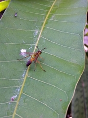 Mischocyttarus cerberus