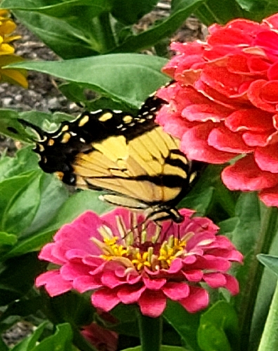 Eastern Tiger Swallowtail