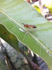 Mischocyttarus cerberus