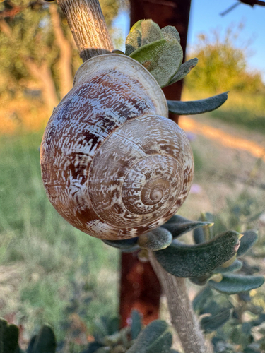 Chocolate-band Snail