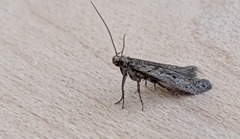 Carposinidae
