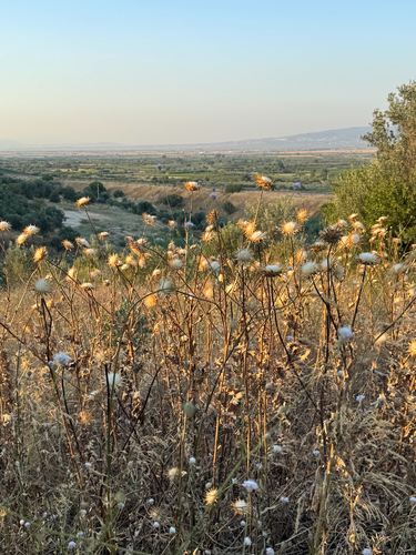 milk thistle